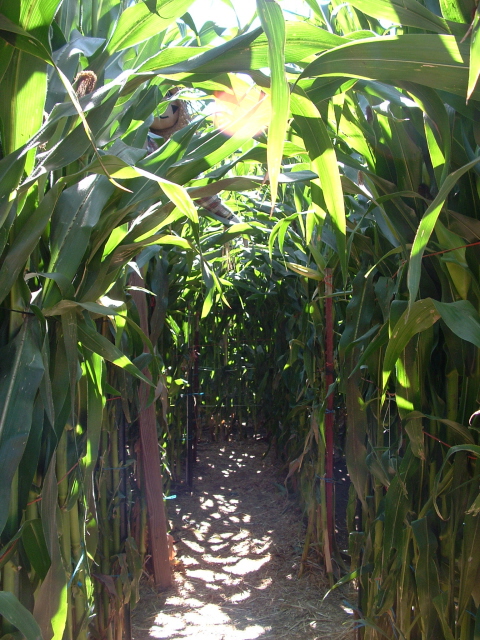 corn_row_e-sz.jpg