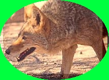 coyote2.jpg