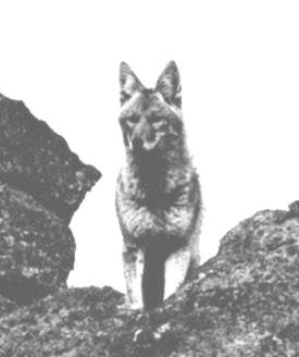 coyoteb-w.jpg