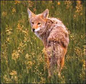 coyoteb.jpg